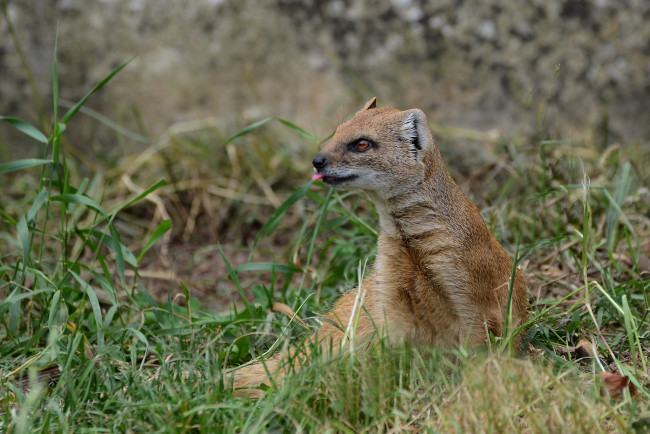 Обои картинки фото yellow mongoose, животные, мангусты, мангуст