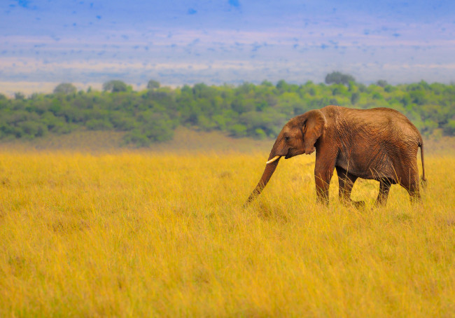 Обои картинки фото животные, слоны, слон, саванна, африка, трава, природа