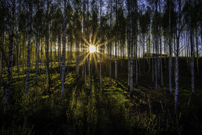 Обои картинки фото природа, лес, закат, роща, березы, лучи, солнца