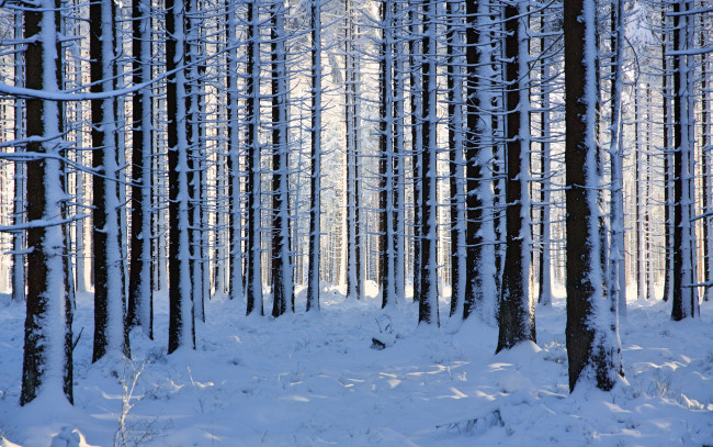 Обои картинки фото природа, зима, фотограф, галина, хвостенко, озеро, алтай, деревья, горы