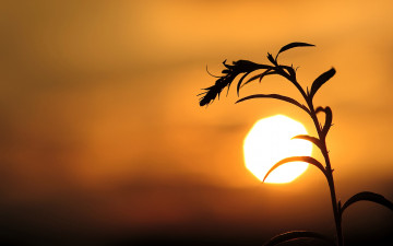 Картинка природа восходы закаты солнце закат трава силуэт