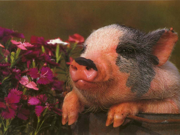 Обои картинки фото животные, свиньи, кабаны