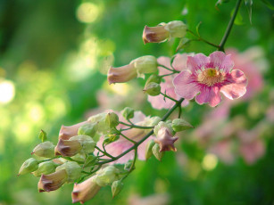 Картинка цветы кампсис текома