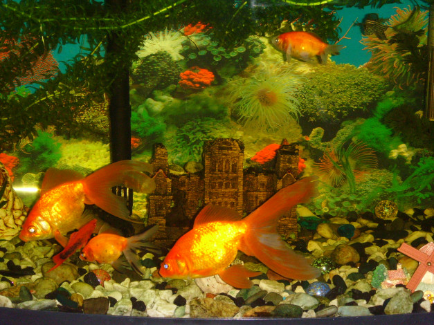 Обои картинки фото жители, подводного, царства, животные, рыбы