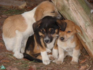 Картинка три брата животные собаки