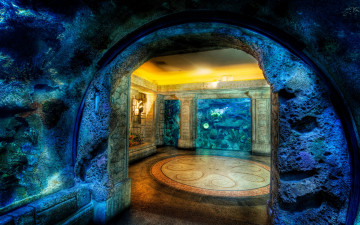 Картинка shark reef aquarium интерьер другое
