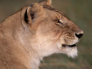 Картинка животные львы лев львица