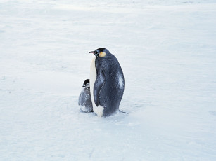 обоя животные, пингвины, пингвин, императорский, антарктида