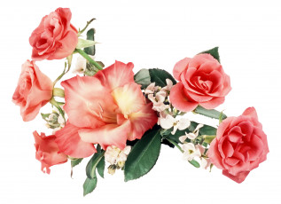 Картинка цветы букеты композиции гладиолус розы