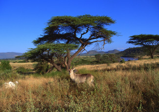 Картинка животные антилопы антилопа африка природа