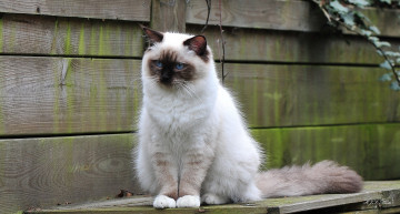 Картинка животные коты глаза пушистый белый