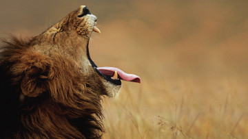 Картинка животные львы пасть лев