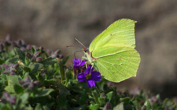 Картинка животные бабочки зеленые крылья цветок