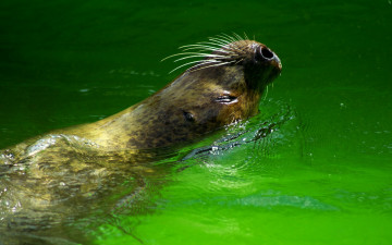Картинка животные тюлени морские львы котики тюлень вода