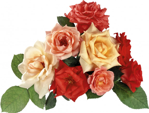 Обои картинки фото цветы, розы, розовые, кремовые, красные