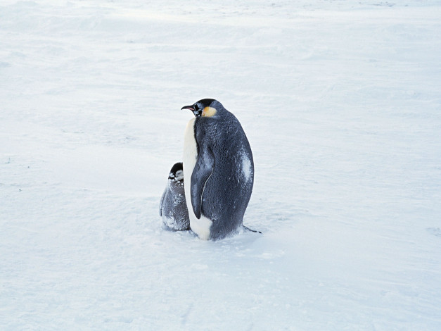 Обои картинки фото животные, пингвины, пингвин, императорский, антарктида
