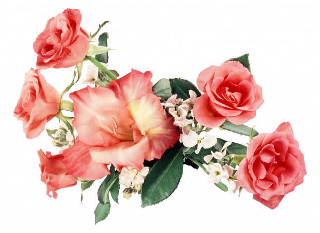 Обои картинки фото цветы, букеты, композиции, гладиолус, розы