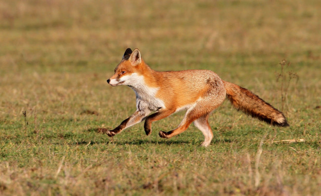 Обои картинки фото животные, лисы, шаги, хвост, рыжая