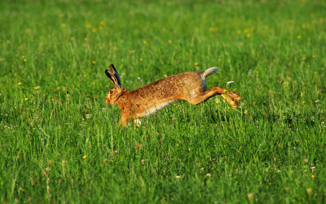 Обои картинки фото животные, кролики, зайцы, трава, заяц