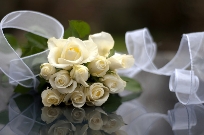 Обои картинки фото цветы, розы, лента, белый