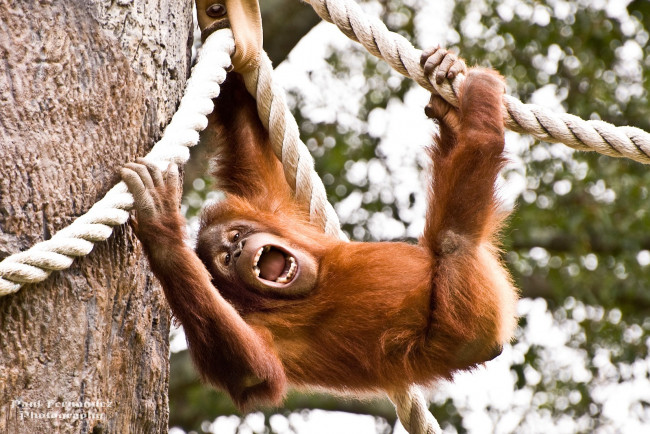 Обои картинки фото животные, обезьяны, крик, орангутанг, рыжий