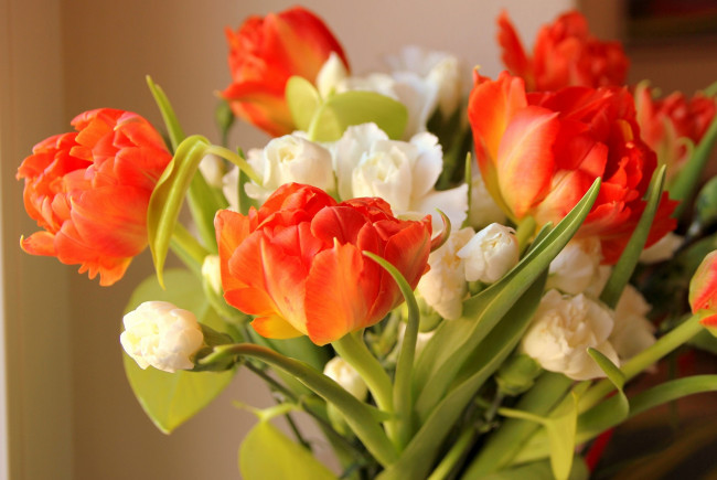 Обои картинки фото цветы, букеты, композиции, гвоздика, тюльпаны