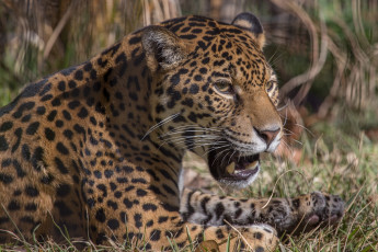 Картинка животные Ягуары ягуар морда клыки
