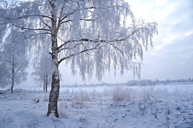 Обои картинки фото природа, зима, береза, снег