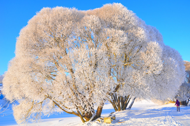 Обои картинки фото природа, зима, сказка, дерево
