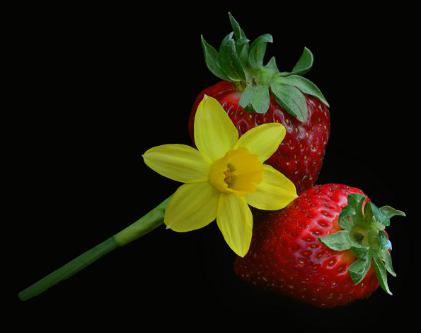 Обои картинки фото еда, клубника,  земляника, цветок, ягоды