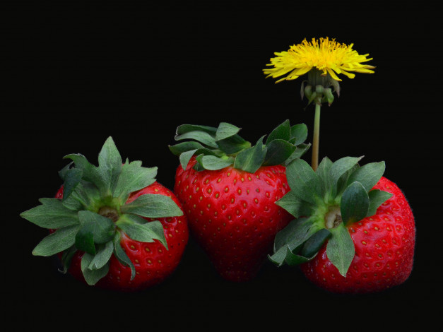 Обои картинки фото еда, клубника,  земляника, цветок, ягоды
