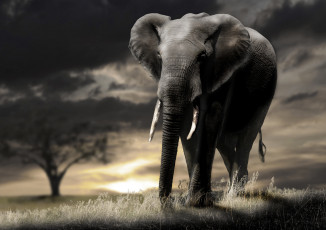 Картинка животные слоны закат тучи саванна трава слон