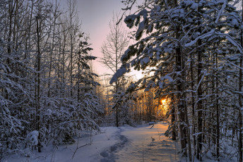 Картинка природа лес снег утро пейзаж