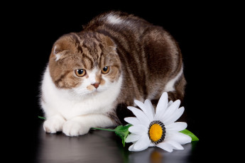 Картинка животные коты цветок ромашка кошка