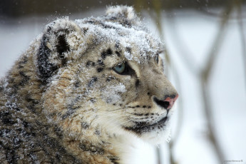 Картинка животные снежный+барс+ ирбис барс хищник снег голова