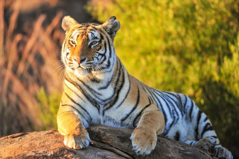 Картинка животные тигры взгляд камень зелень хищник тигр