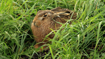 Картинка животные кролики +зайцы зайчик