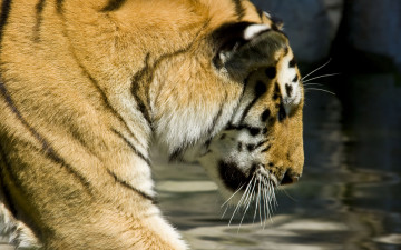 Картинка животные тигры вода тигр рыжий усы