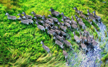 Картинка животные зебры вода трава стадо
