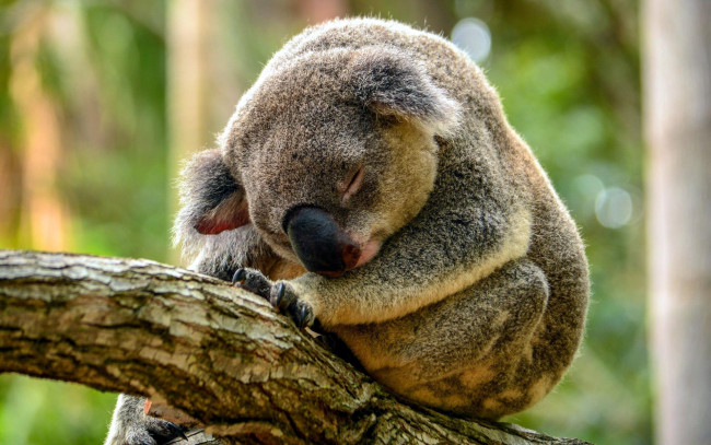 Обои картинки фото животные, коалы, ветка, сон, коала