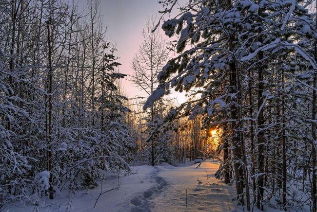Обои картинки фото природа, лес, снег, утро, пейзаж