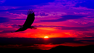 Картинка рисованное животные орел полет