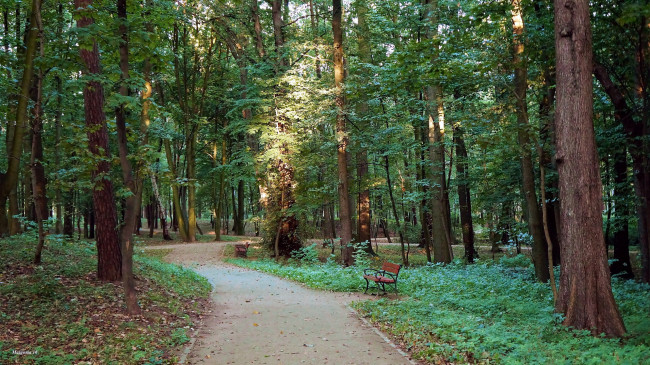 Обои картинки фото природа, парк, аллея, деревья, скамейка, осень