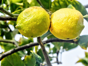 обоя природа, плоды, лимоны