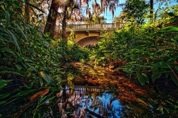 Картинка природа парк водоем тропики мостик