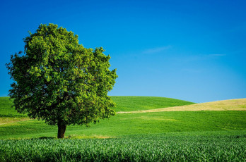 Картинка природа деревья луга дерево небо