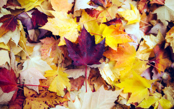 Картинка природа листья листопад осень