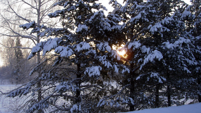Обои картинки фото природа, зима, снег, лес, деревья