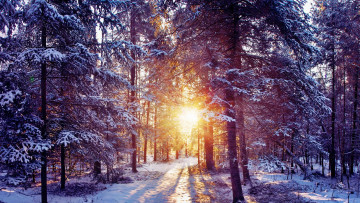 Картинка природа зима деревья лучи солнце снег