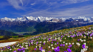Картинка природа луга горы луг весна крокусы